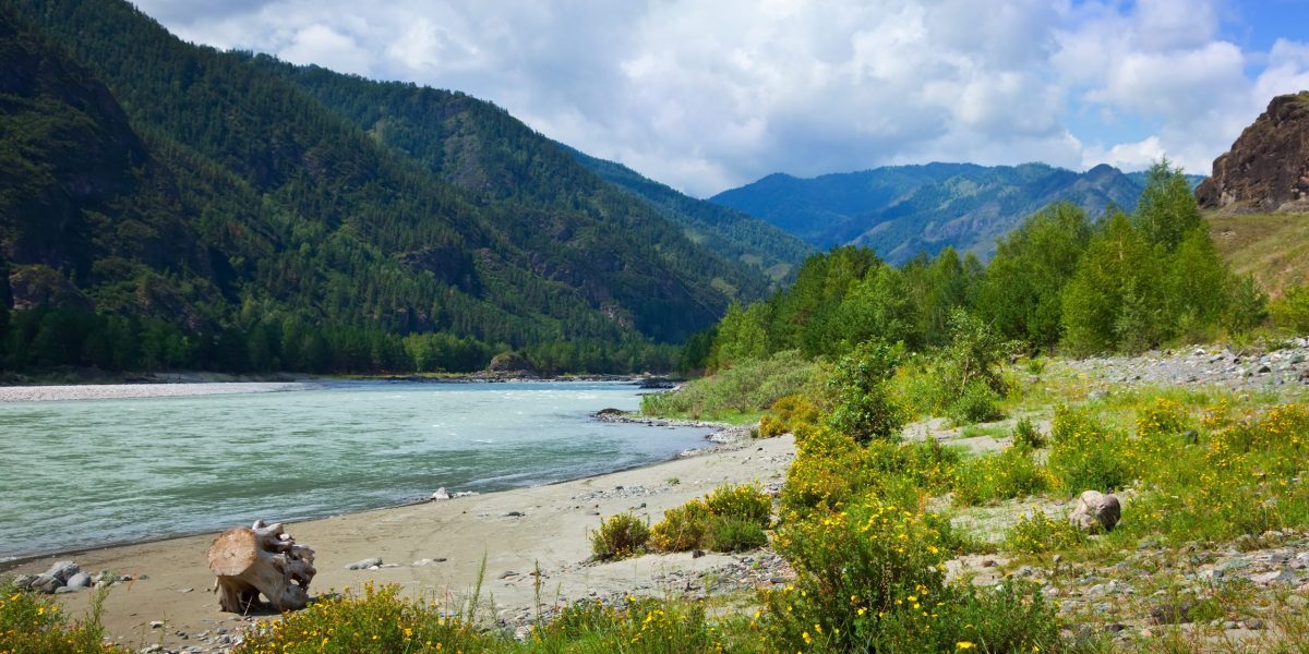 Mountains river in sunny day.  Katun, Altai, Siberia
