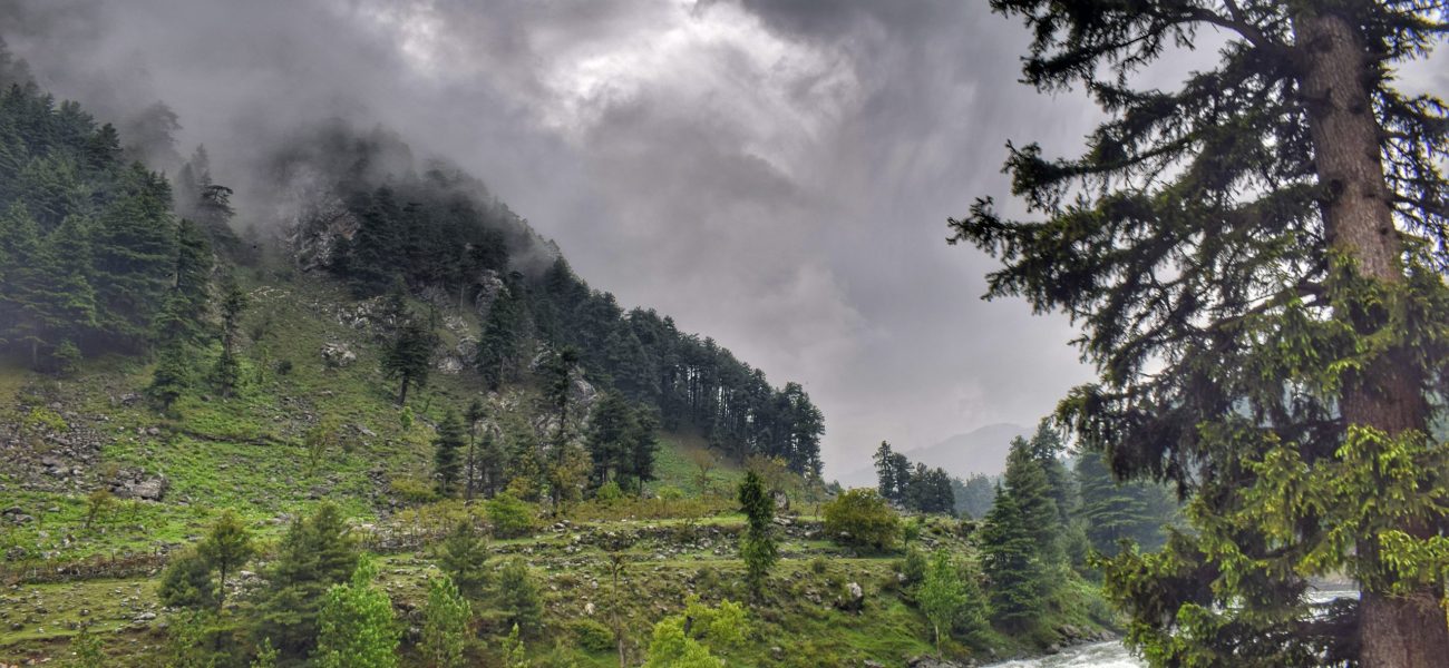 scenic-view-forest-against-sky